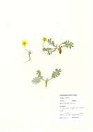 Image of silverweed cinquefoil