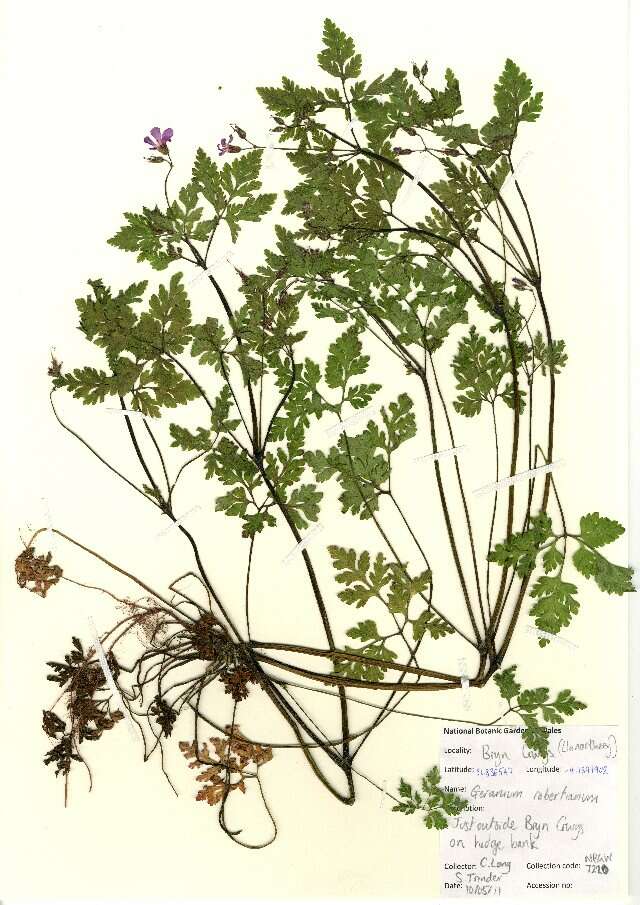 Image of Herb-Robert