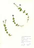 Image of bird's-eye speedwell