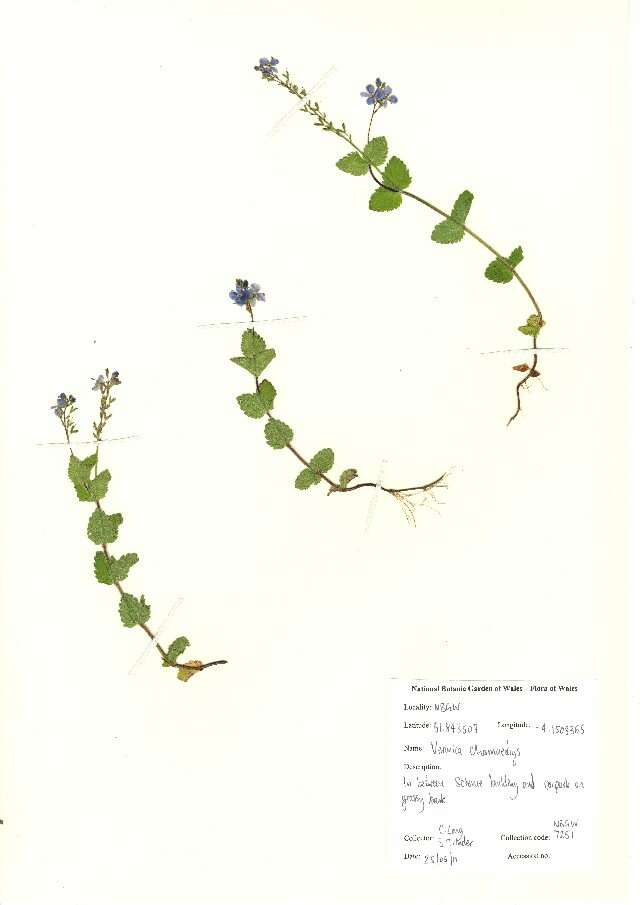 Image of bird's-eye speedwell