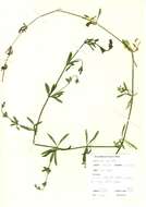 Image of Goosegrass