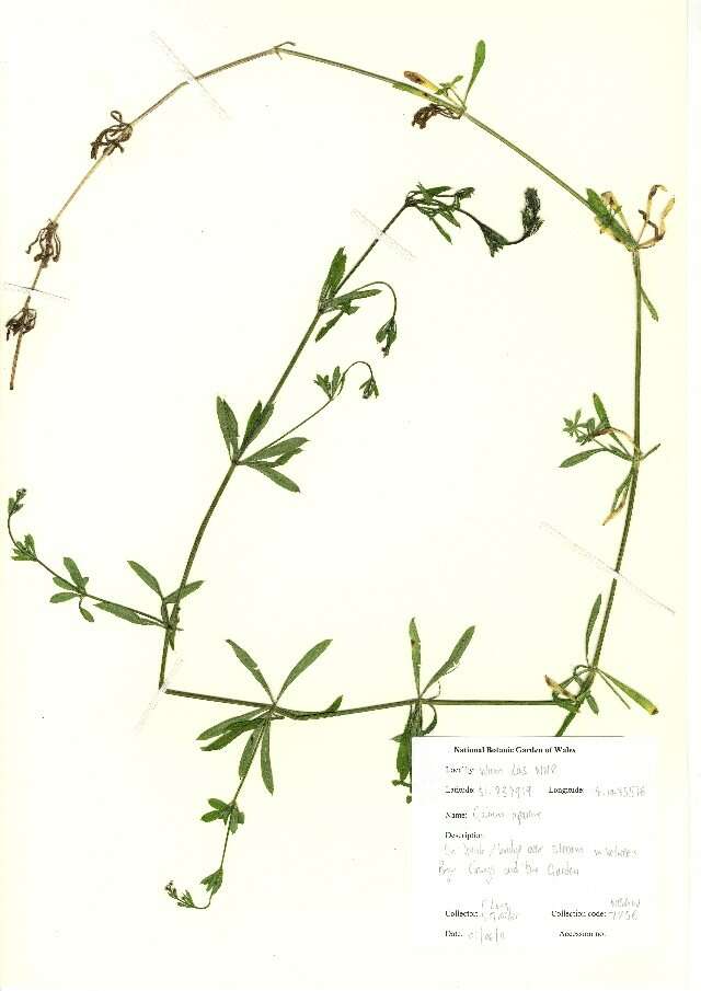 Plancia ëd Galium aparine L.