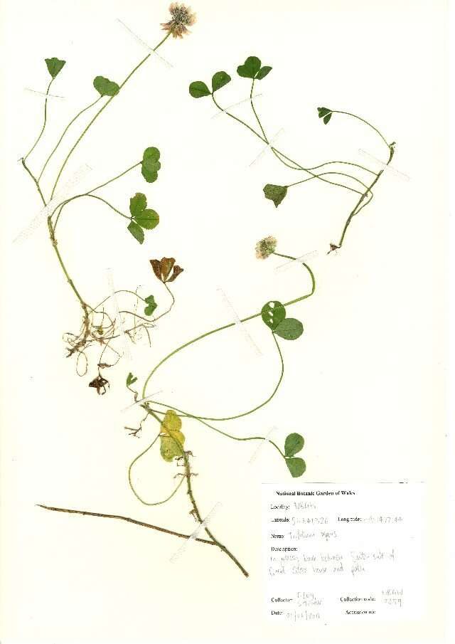 Image of white clover