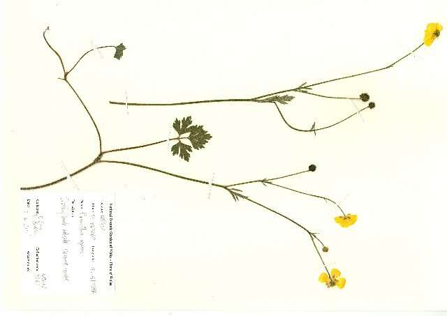 Image of creeping buttercup