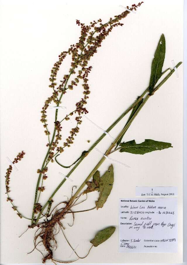 Image of Common Sorrel