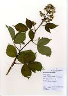 Rubus cochinchinensis Tratt. resmi