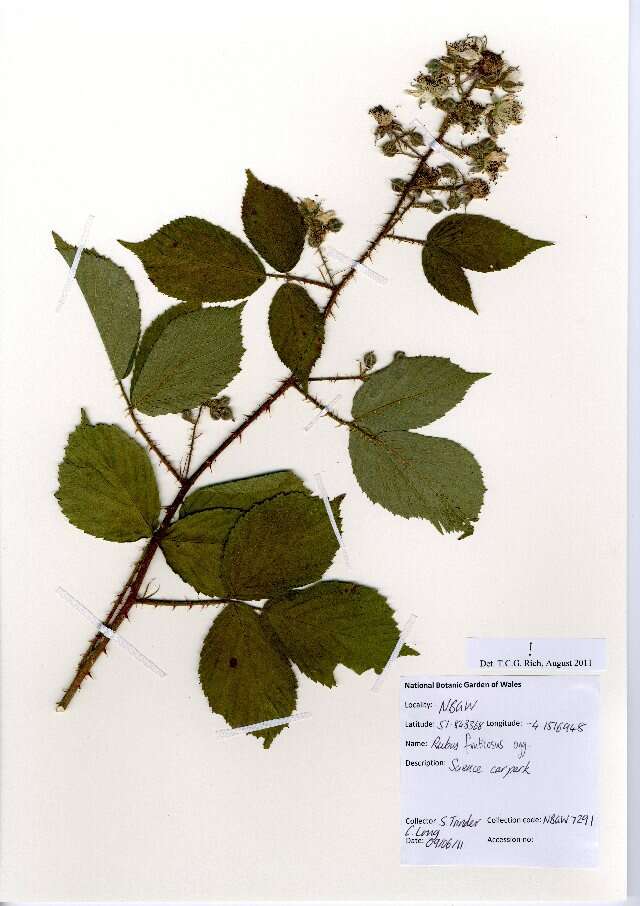 Image of Bramble