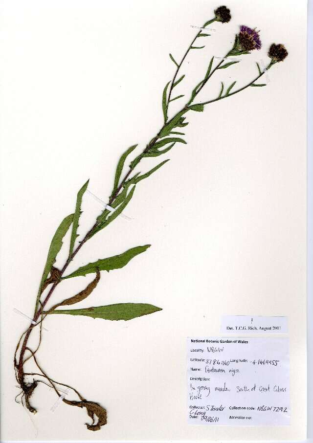 Image of lesser knapweed