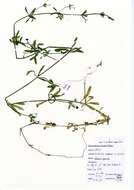 Image of Goosegrass