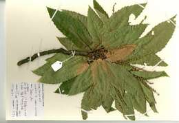 Image of Sweet Chestnut