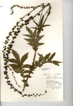 Image of fragrant agrimony