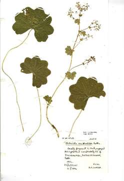 Слика од Alchemilla xanthochlora Rothm.