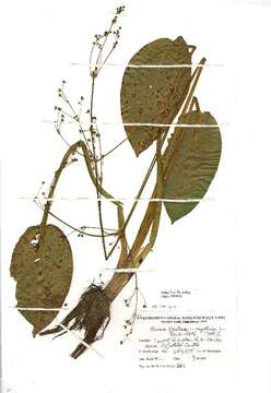 Image of <i>Alisma plantagoaquatica</i>