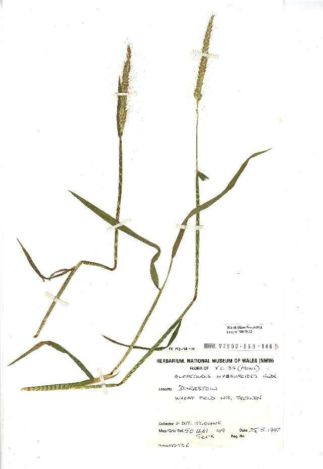 Image of black-grass