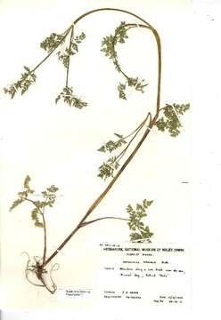 Image of bur chervil