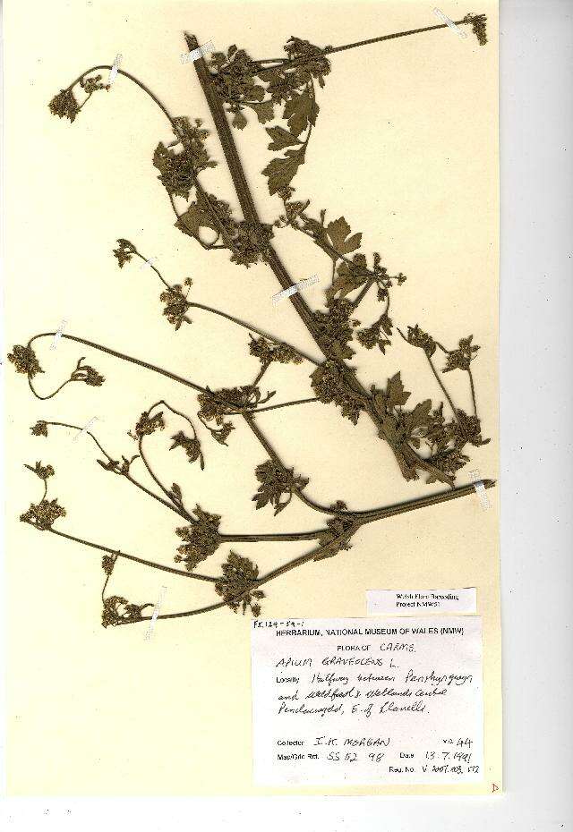 Imagem de Apium graveolens L.