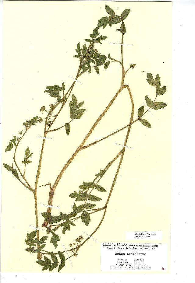 Imagem de Helosciadium nodiflorum (L.) Koch