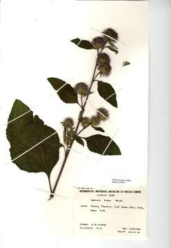 Image of common burdock