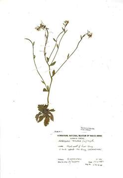 Image of Mouse-ear Cress