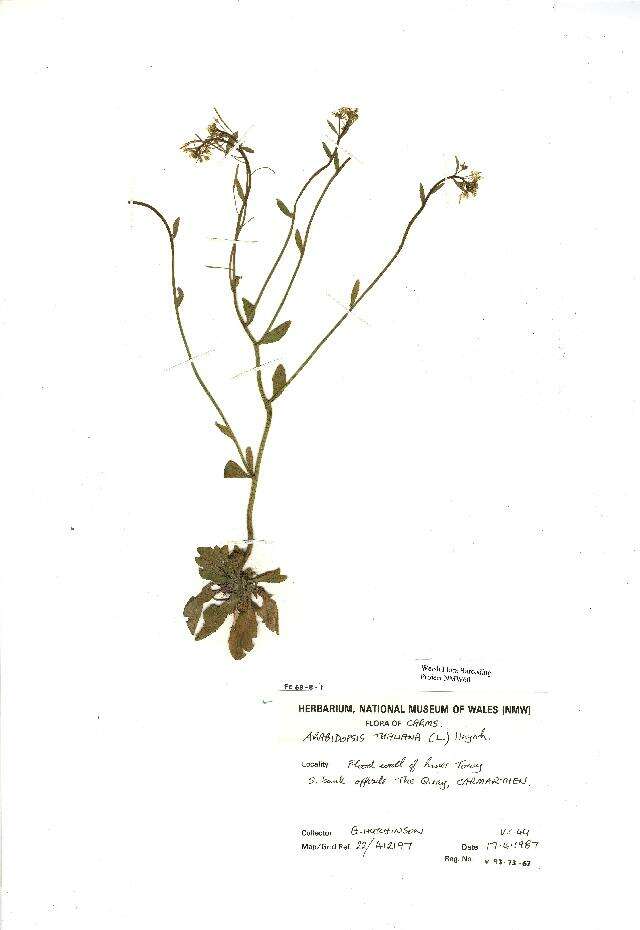 Слика од Arabidopsis thaliana (L.) Heynh.