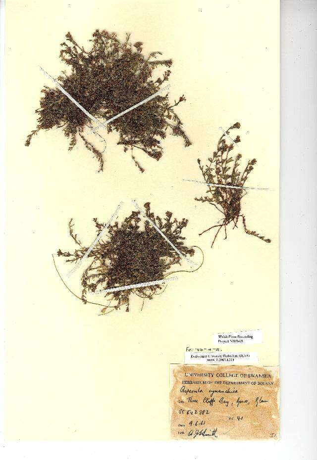 Plancia ëd Asperula cynanchica L.