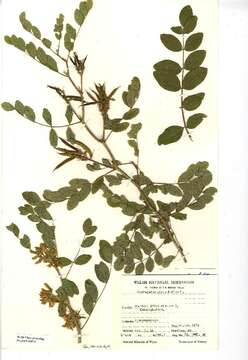 Image of licorice milkvetch