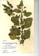 Image of Deadly Nightshade