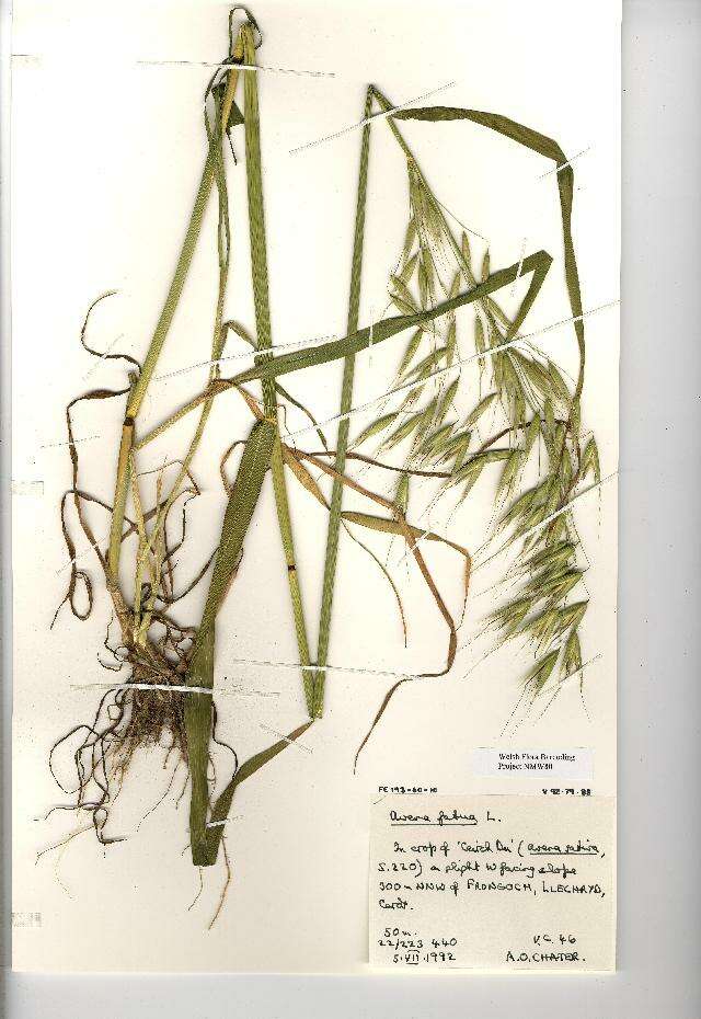 Image of wild oat