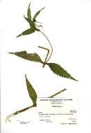 صورة Bidens cernua L.