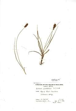 Image of Flat-sedge