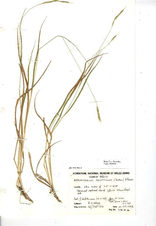 Imagem de Brachypodium sylvaticum (Huds.) P. Beauv.