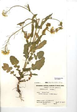 Image of common mustard