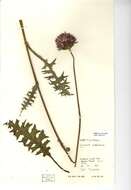 Image of Tuberous Thistle