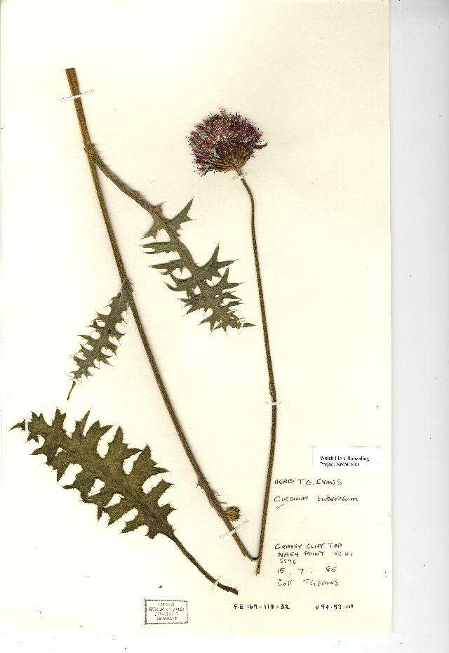 Image of Tuberous Thistle