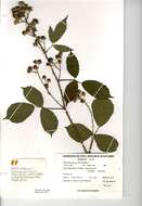 Слика од Rubus cochinchinensis Tratt.