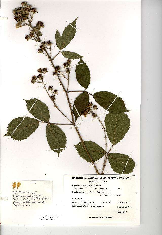 Rubus cochinchinensis Tratt. resmi