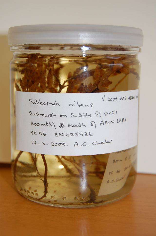 Image of Salicornia nitens P. W. Ball & Tutin