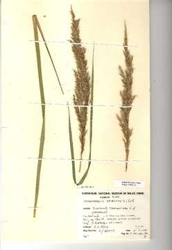 Imagem de Calamagrostis epigejos (L.) Roth