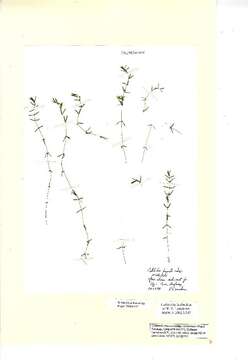 Image of short-leaved water starwort