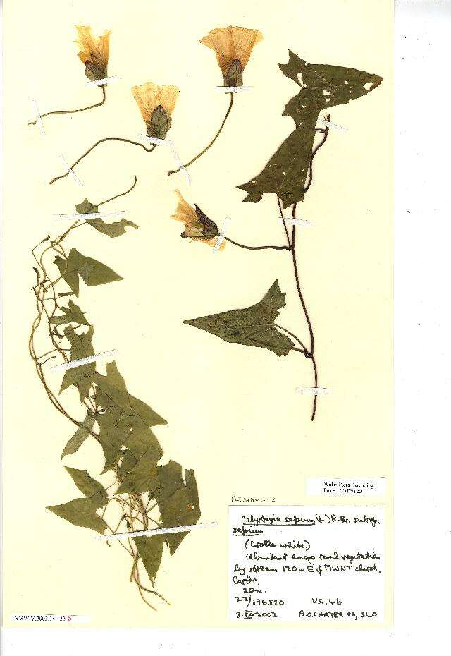 Image of Hedge Bindweed