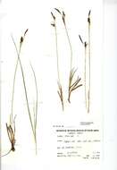 Image of carnation sedge