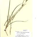 Image of Dotted Sedge