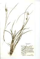 صورة Carex viridula