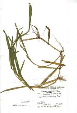 Image of whorlgrass