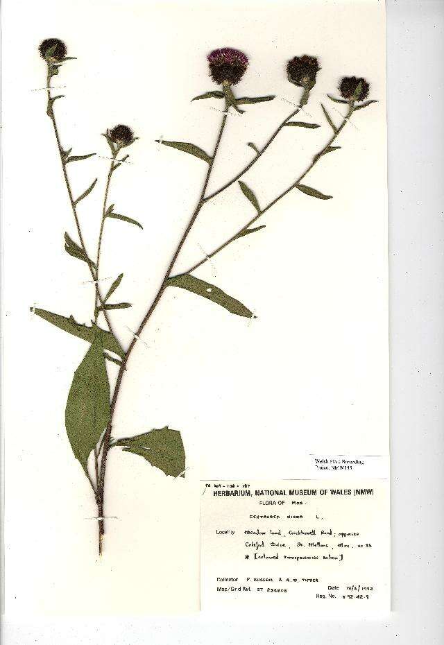 Image of lesser knapweed