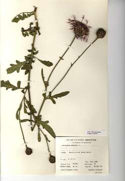 Centaurea scabiosa L. resmi