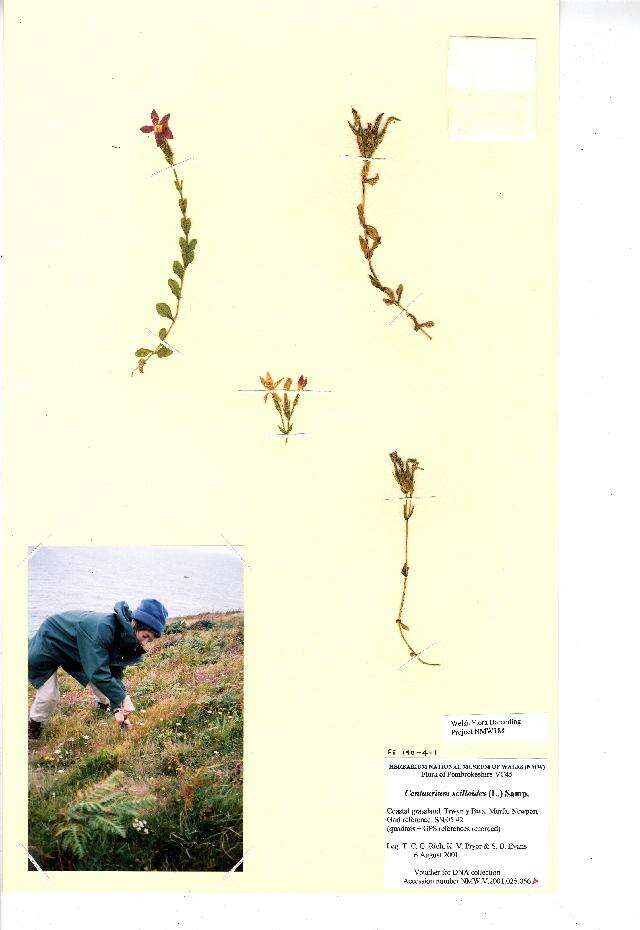 Image of Centaurium scilloides (L. fil.) Samp.
