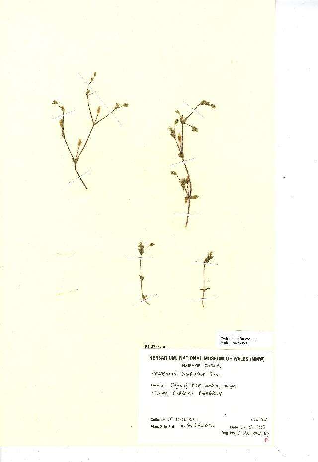 Image of fourstamen chickweed