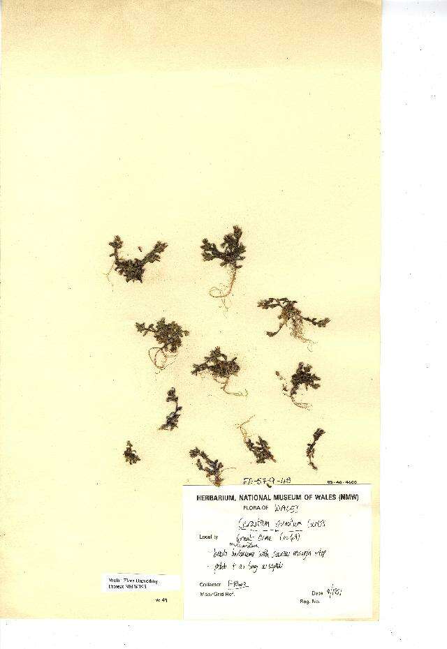 Image of European chickweed