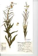 Image of Narrow-Leaf Fireweed